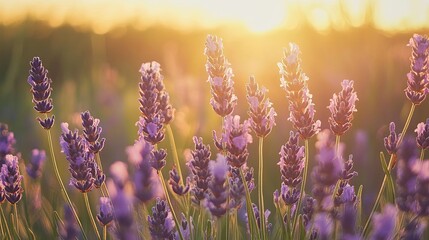 Obraz premium Sunset illuminates vibrant lavender field.