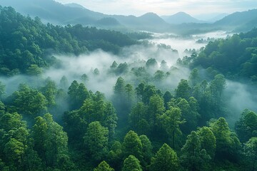 Obraz premium A forest with a lot of trees and a foggy sky