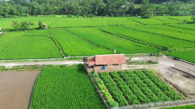 drone view of motorbike rider in the middle of green countryside and rice fields.