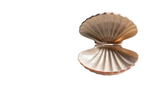open shells (png)
