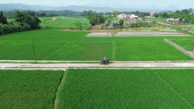 drone view of motorbike rider in the middle of green countryside and rice fields.