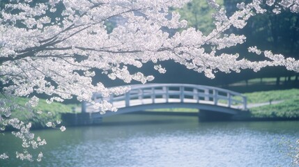 Serene Spring Scene Cherry Blossoms and Bridge over Calm Water