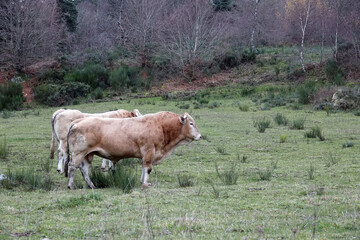 Obraz premium Portrait de vaches et taureaux dans les pâturages du Malzieu-Forain en Lozère, France