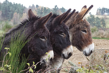 Trio d'ânes curieux venus à notre rencontre lors d'une randonnée en Lozère