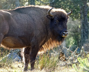 Fototapeta premium Matin automnale, portrait de bisons d'Europe en Lozère, France