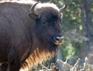 Matin automnale, portrait de bisons d'Europe en Lozère, France