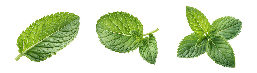 Set green mint leaves isolated on white