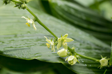 Beautiful Chayote (Sicyos edulis) flowers.