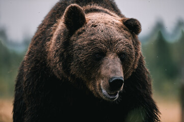 Braunbär in freier Wildbahn