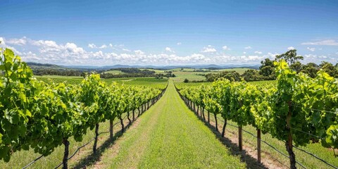 Naklejka premium A picturesque vineyard stretches into the distance under a clear blue sky, showcasing rows of lush green grapevines and rolling hills.