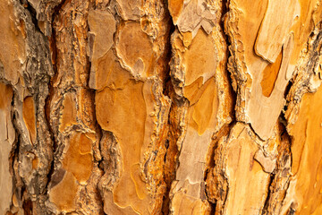 Maritime Pine, Pinus pinaster trunk symbol. Texture made of maritime pine tree bark. Beautiful Maritime Pine, Pinus pinaster trunk background. Conceptual image. Peaceful nature.
