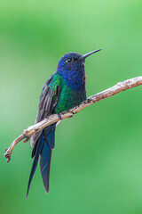 Swallow-tailed Hummingbird - Eupetomena macroura