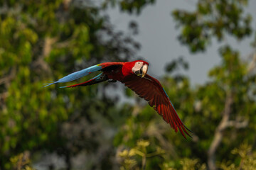 Red-and-green Macaw - Ara chloropterus © Aisse