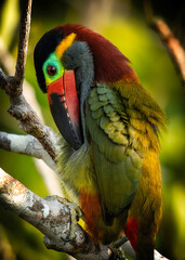 Guianan Toucanet - Selenidera piperivora

