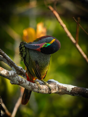 Guianan Toucanet - Selenidera piperivora

