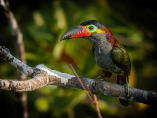 Guianan Toucanet - Selenidera piperivora


