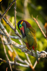 Guianan Toucanet - Selenidera piperivora

