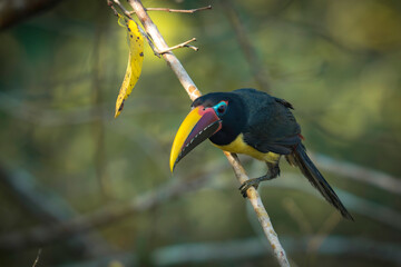 Green Aracari - Pteroglossus viridis

