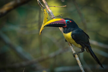 Green Aracari - Pteroglossus viridis


