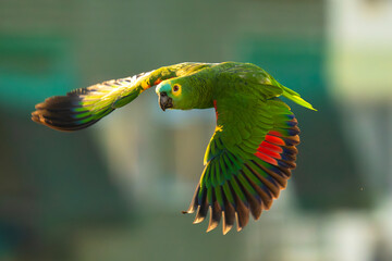 Turquoise-fronted Parrot - Amazona aestiva