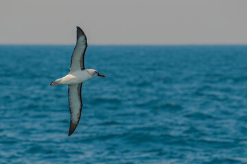 Yellow-nosed Albatross - Thalassarche chlororhynchos