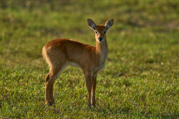 Young Puku (Kobus vardoni) in South Luangwa National Park, Zambia