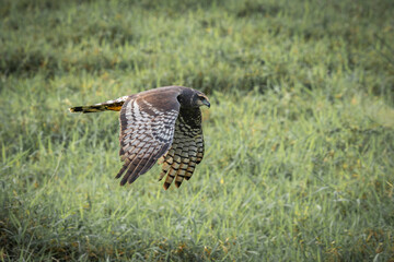 Long-winged Harrier
