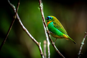 Brassy-breasted Tanager - Tangara desmaresti