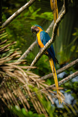 Blue-and-yellow Macaw - Ara ararauna

