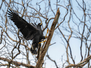 Great Black Hawk
