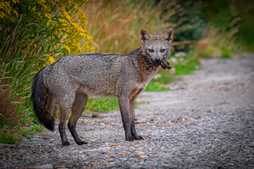 Crab-eating Fox