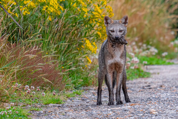 Crab-eating Fox