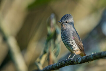 Buff-throated Purpletuft
