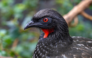 close up of a Dusky-legged Guan
