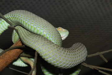 The snake (green pit viper) is rest on the stick tree