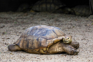 Close up head Sulcata tortoise in the garden at thailand