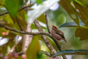 Fiery-capped Manakin
