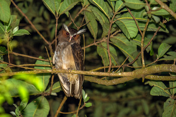 bird on a tree