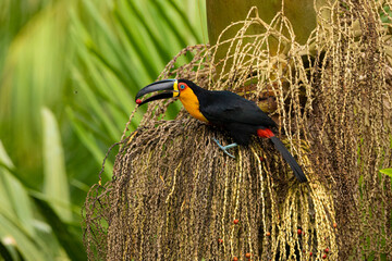 Channel-billed toucan © Aisse