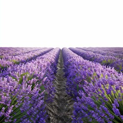 Obraz premium Stunning rows of lavender create a picturesque path stretching towards the horizon under a clear sky