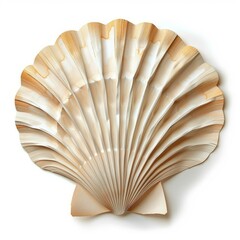 Beige seashell with vertical ridges lying on a white background, creating a simple yet elegant composition