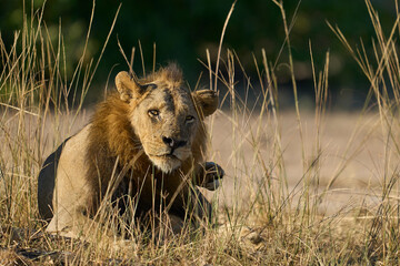 Male Lion (Panthera leo) resting in South Luangwa National Park, Zambia