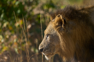 Male Lion (Panthera leo) resting in South Luangwa National Park, Zambia