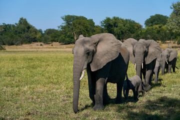Obraz premium Herd of African Elephant (Loxodonta africana) with young in South Luangwa National Park, Zambia 