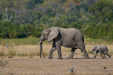 Fototapeta premium Herd of African Elephant (Loxodonta africana) with young in South Luangwa National Park, Zambia 
