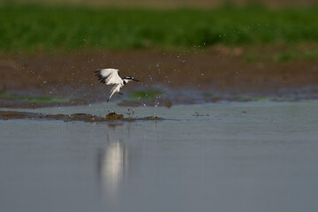 Pied Kingfisher (Ceryle rudis) hunting over a shallow lagoon created during the rainy season in South Luangwa National Park, Zambia   