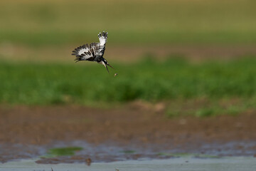 Pied Kingfisher (Ceryle rudis) hunting over a shallow lagoon created during the rainy season in South Luangwa National Park, Zambia   