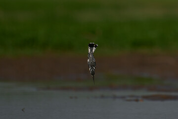 Pied Kingfisher (Ceryle rudis) hunting over a shallow lagoon created during the rainy season in South Luangwa National Park, Zambia   