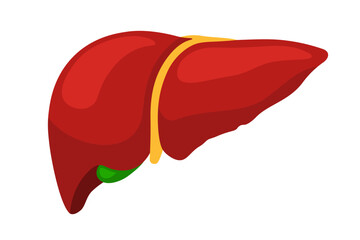 Illustration of a liver with a gallbladder, a schematic drawing in bright colors.