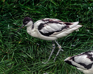 Pied avocet on the lawn. Latin name - Recurvirostra avosetta	